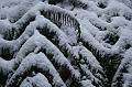 Snow on tree ferns, Sassafras IMG_7556